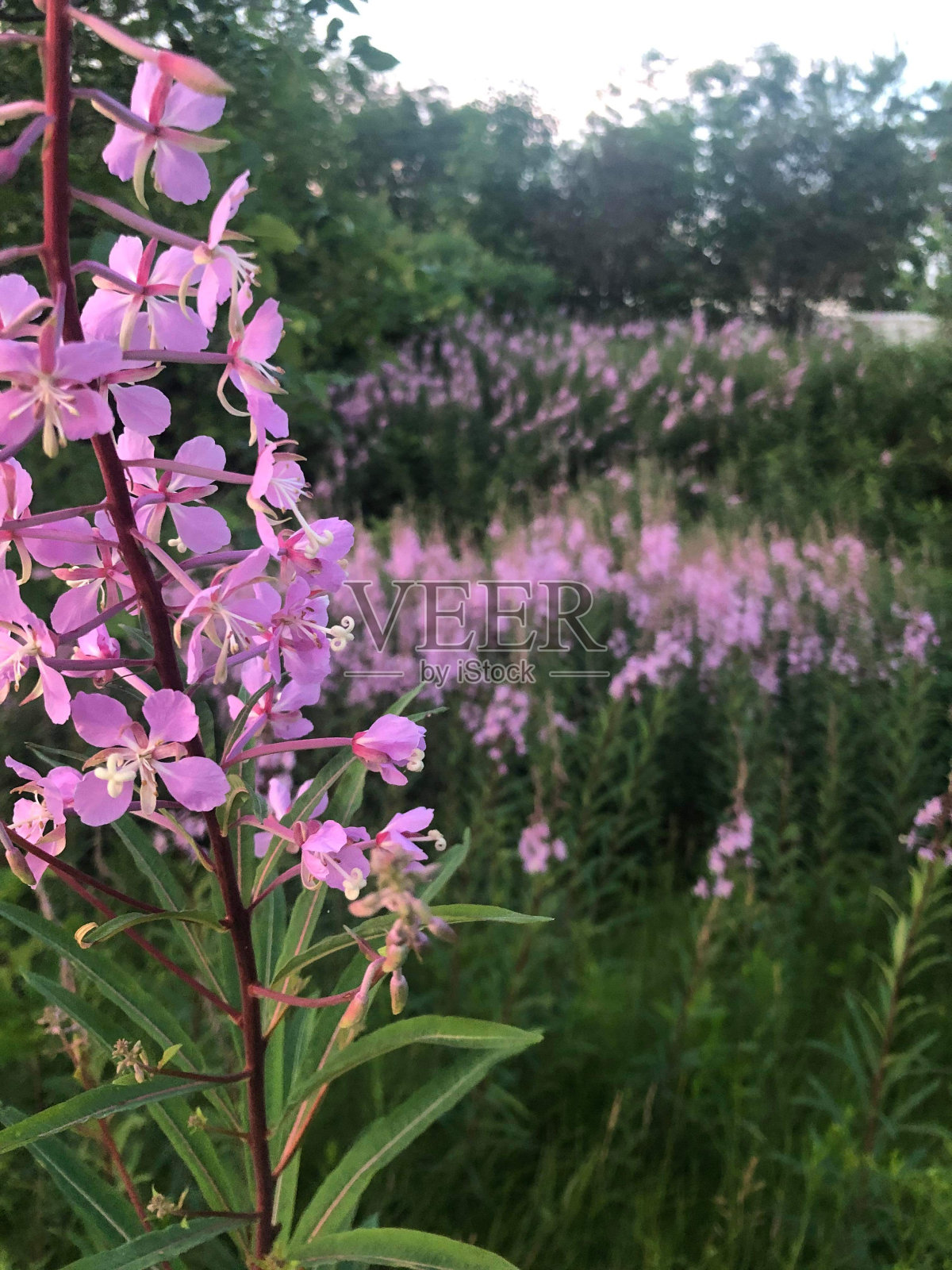 野花照片摄影图片