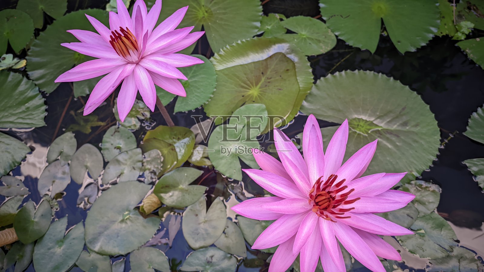 两朵粉红色的荷花长在池塘水面上，开得很好照片摄影图片