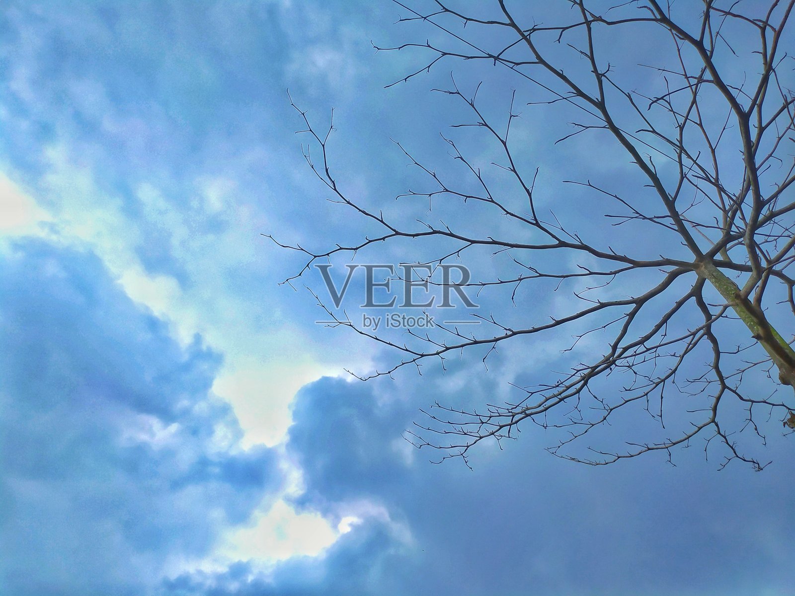 一张没有叶子的树枝在天空背景下的照片照片摄影图片