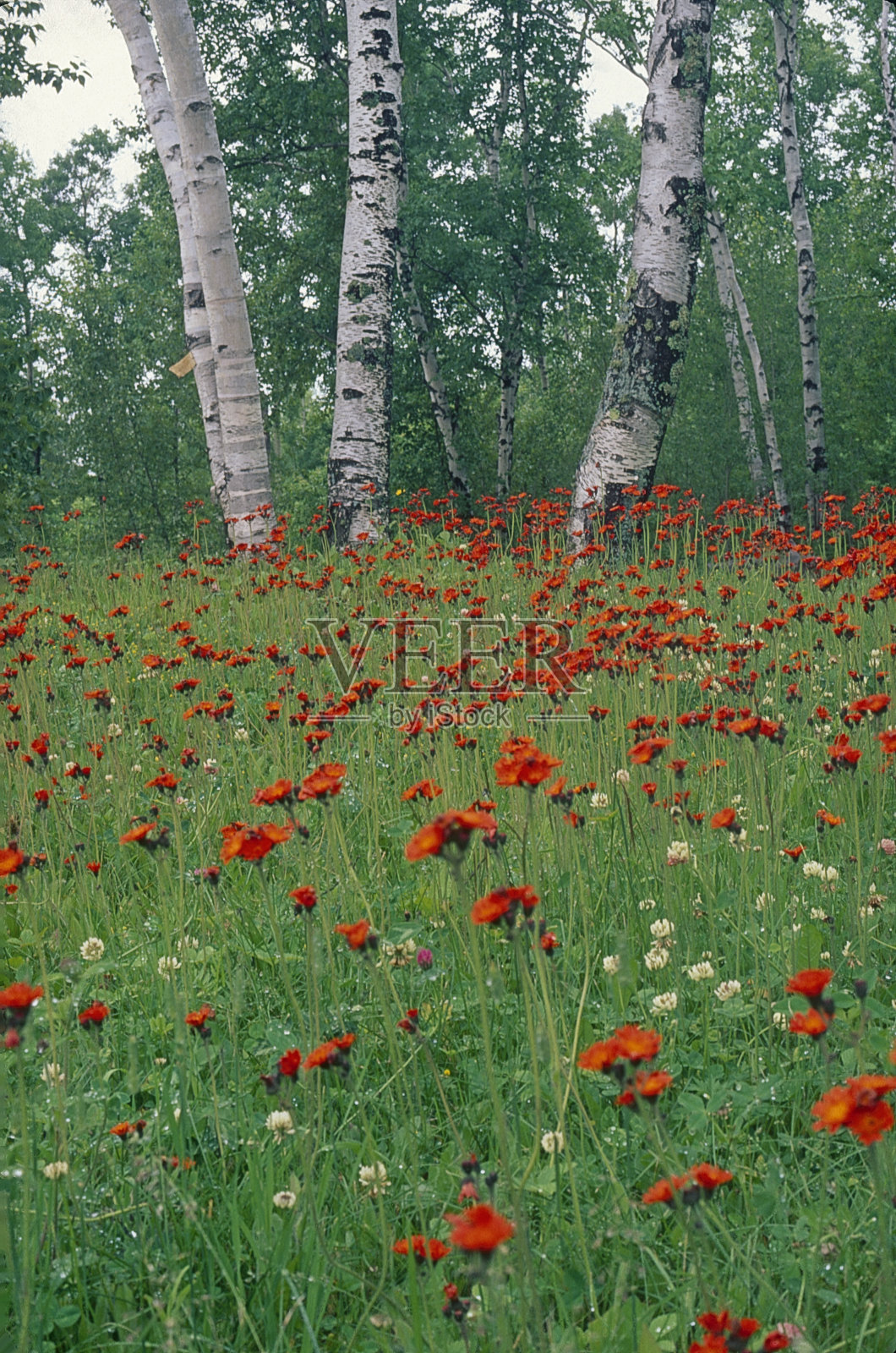 明尼苏达州苏必利尔湖北岸照片摄影图片
