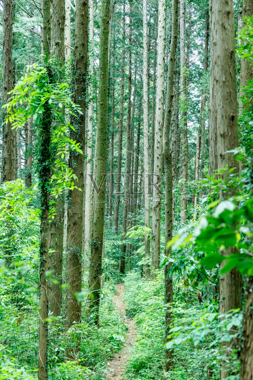 亮绿色的初夏植物照片摄影图片