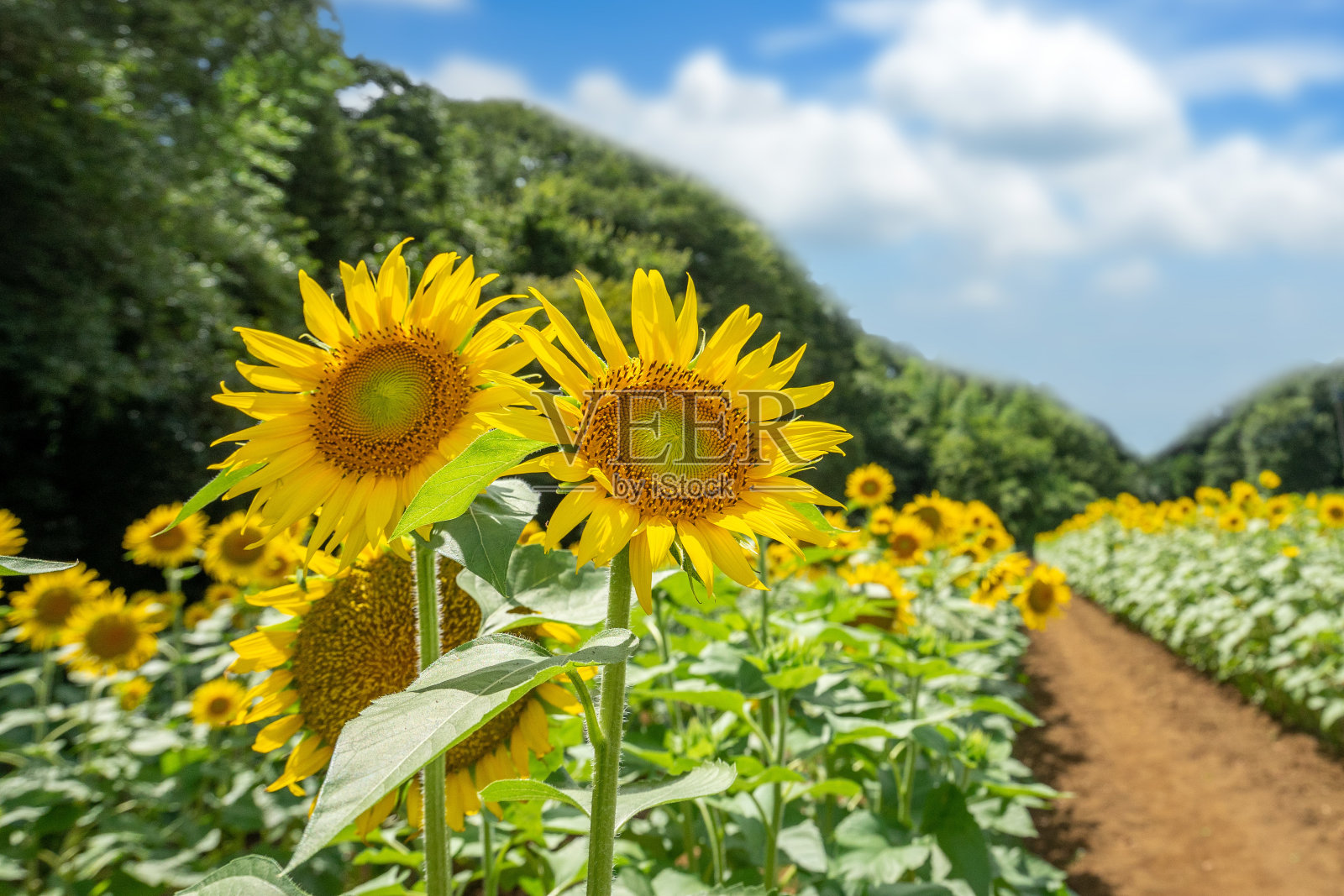 向日葵有向日葵田和蓝天。照片摄影图片