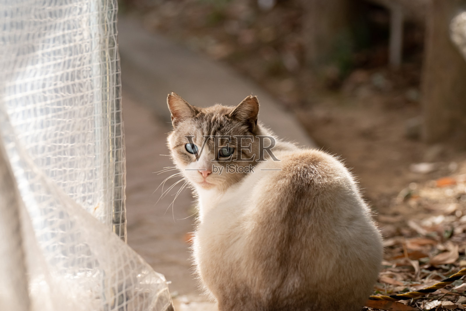 可爱的猫照片摄影图片