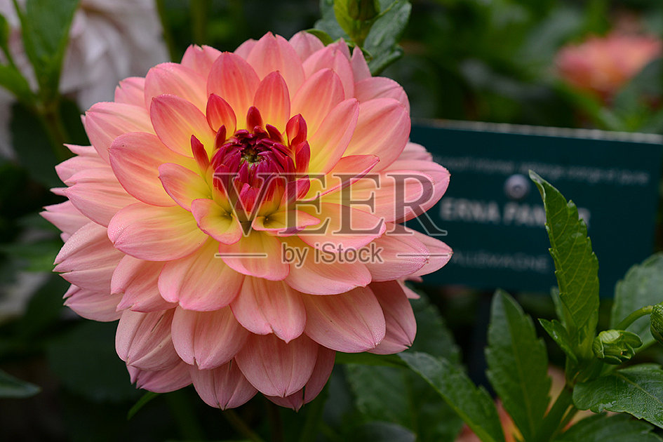 达莉亚·厄娜·帕泽照片摄影图片