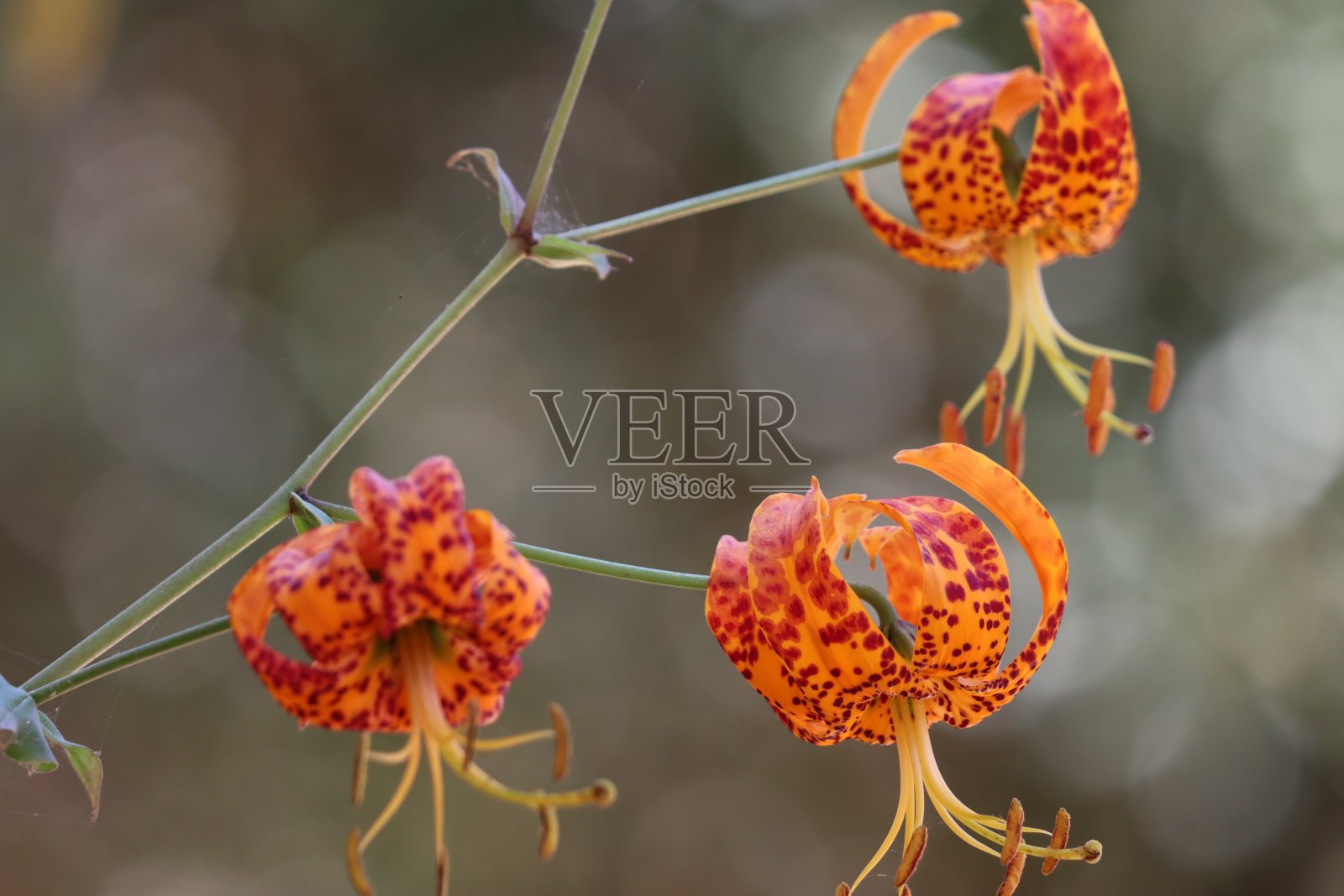 Humboldtii Ocellatum Bloom - Santa Monica Mtns - 062823照片摄影图片