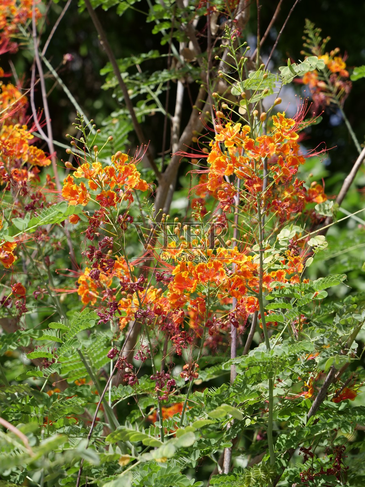 石莲子pulcherrima照片摄影图片