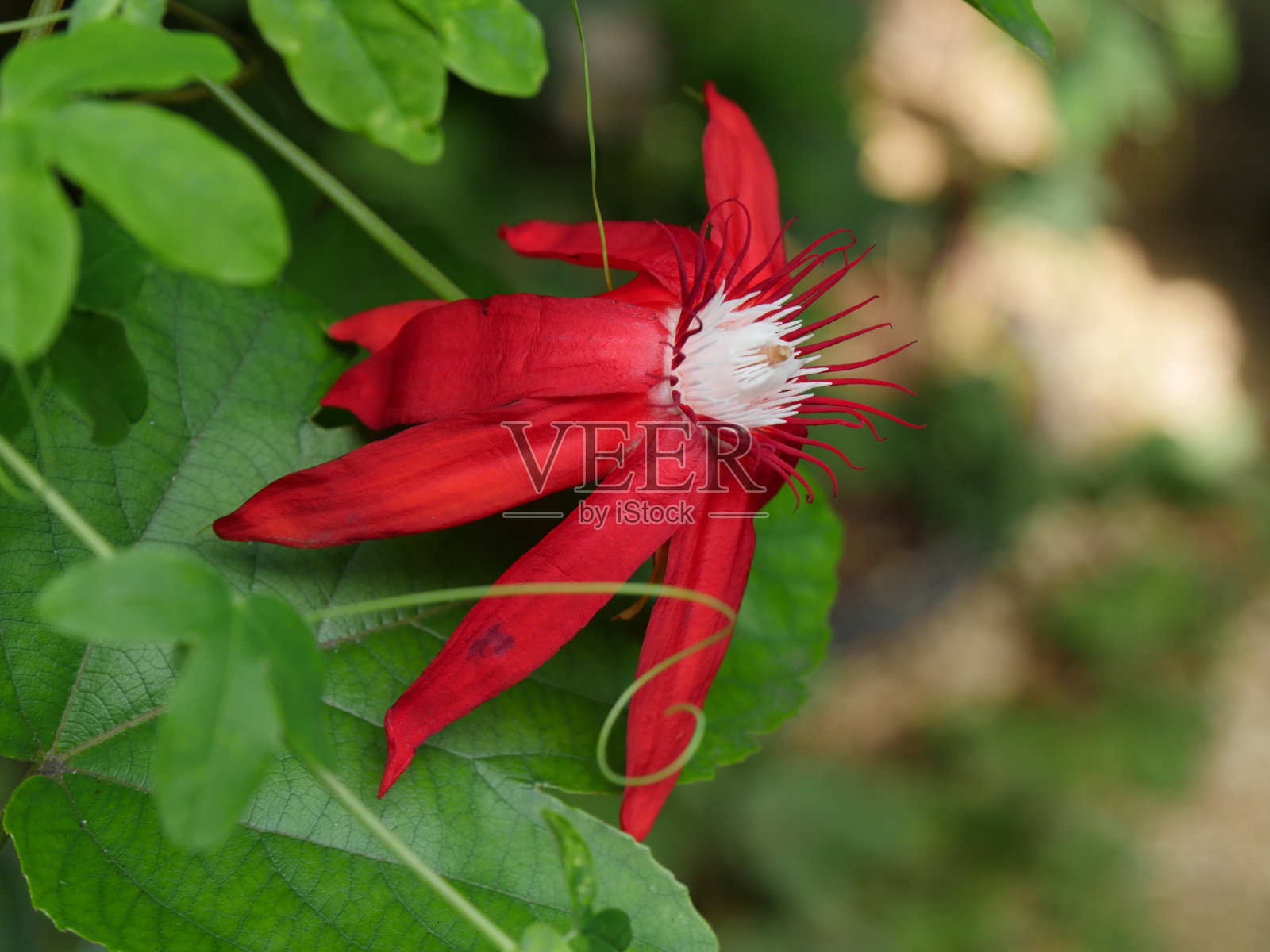 西番莲vitifolia照片摄影图片