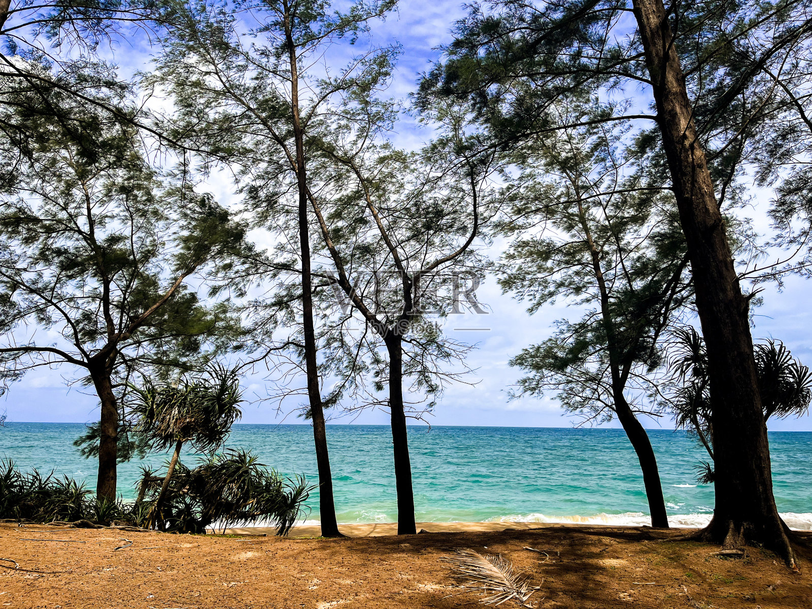 沙滩上的树木和金色的沙子，深蓝色的天空和蓝色的大海作为背景照片摄影图片
