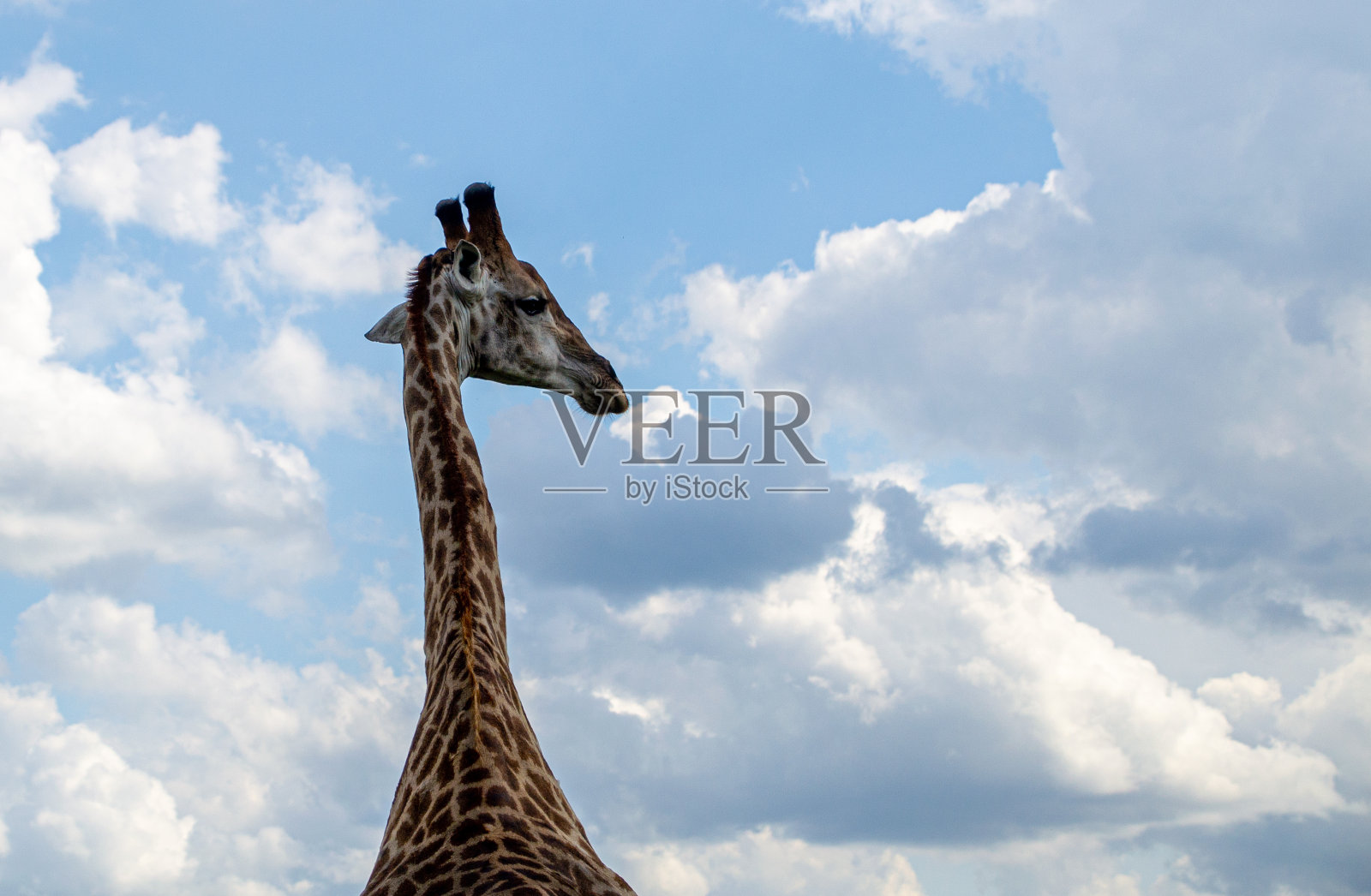 长颈鹿把头伸到云端照片摄影图片