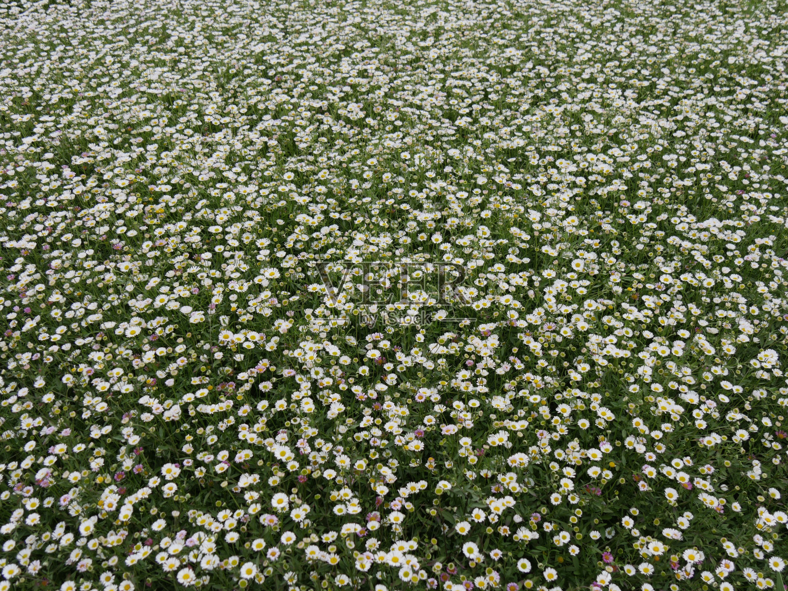 飞蓬属植物karvinskianus照片摄影图片