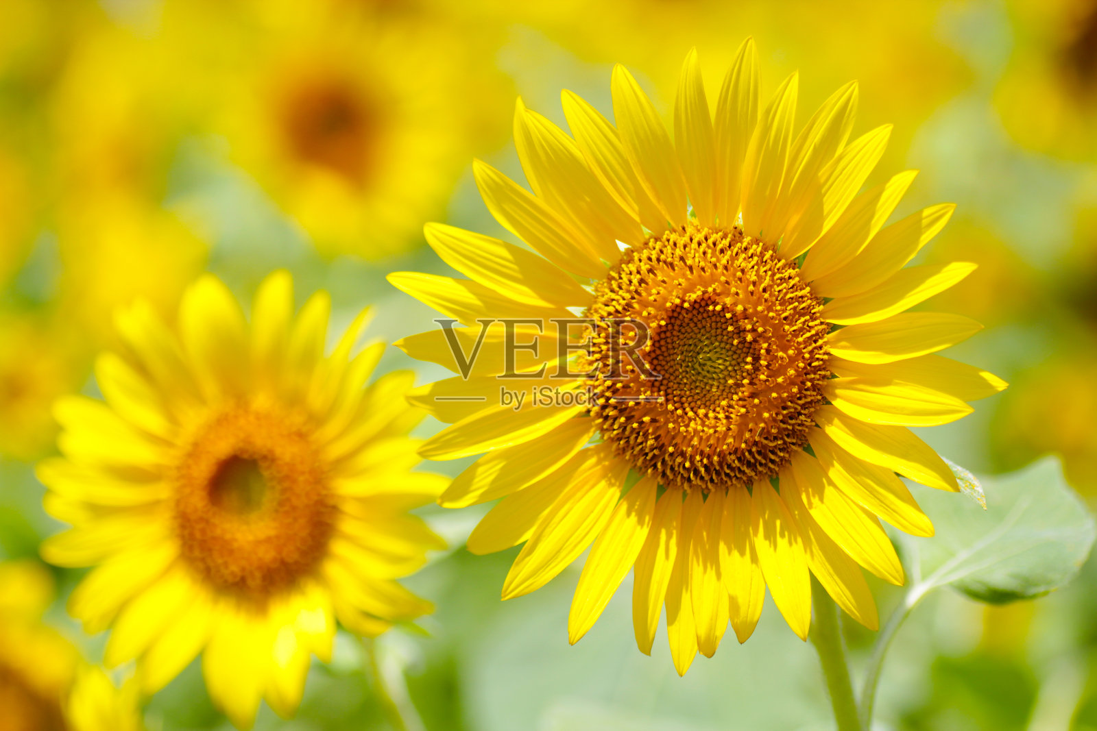 夏日向日葵田照片摄影图片