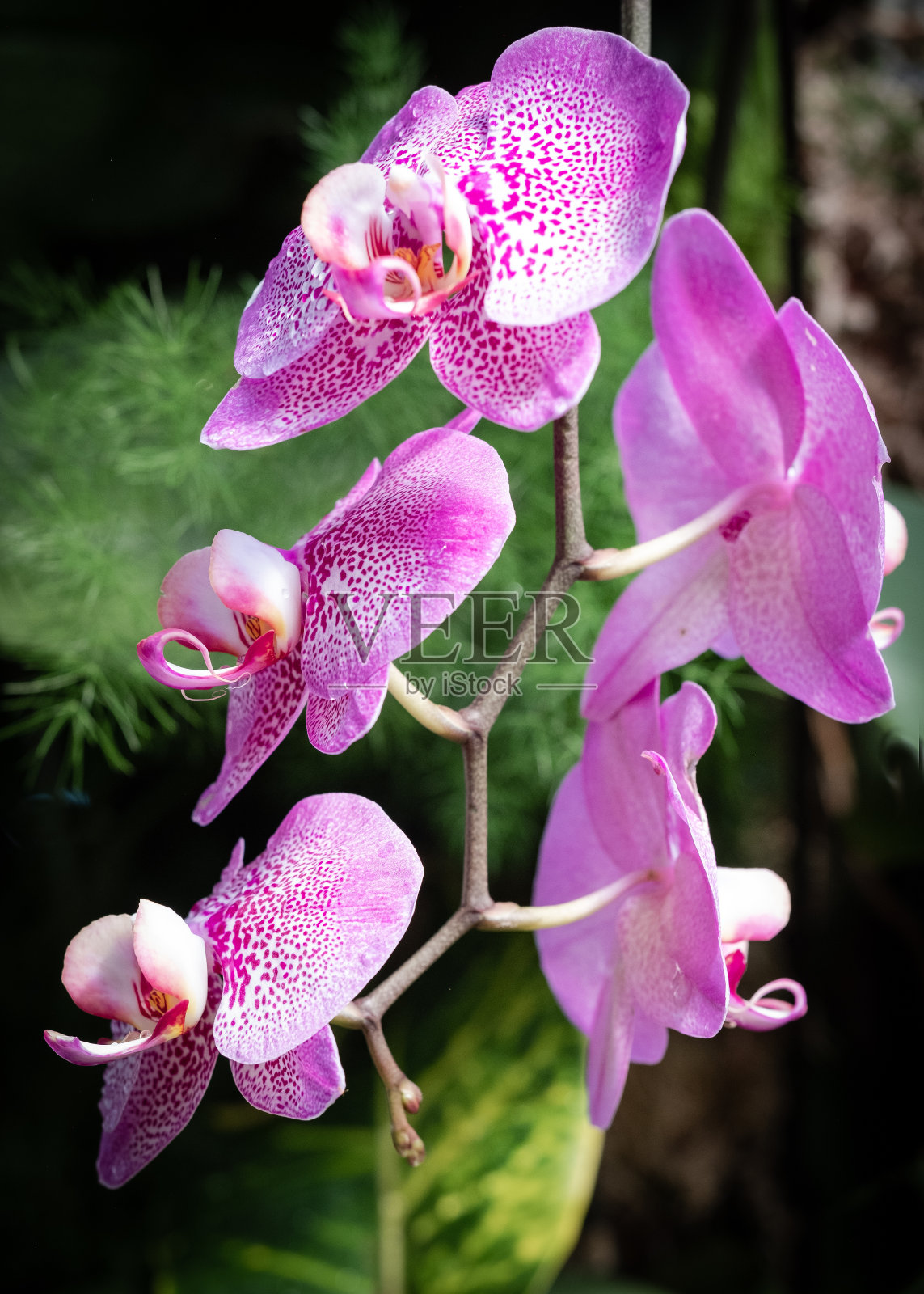 兰花茎的美丽特写照片摄影图片