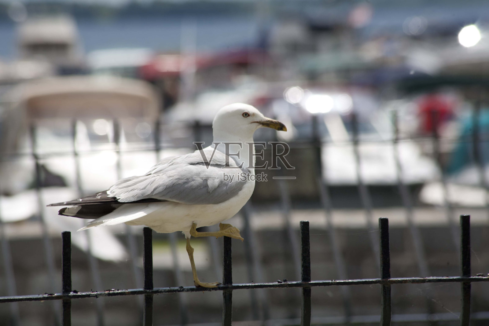 岛的房子照片摄影图片