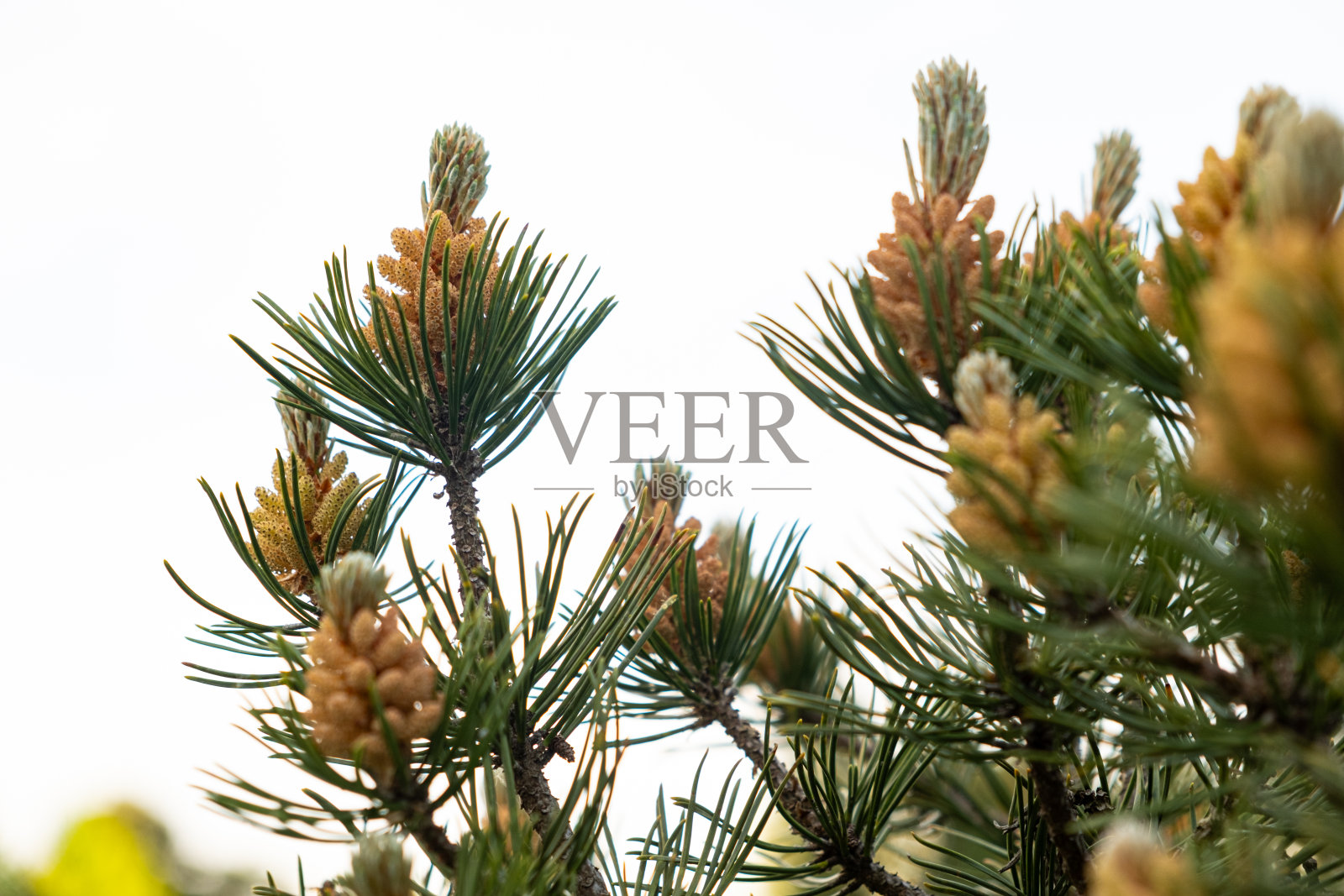 松树枝上的球果紧贴天空照片摄影图片