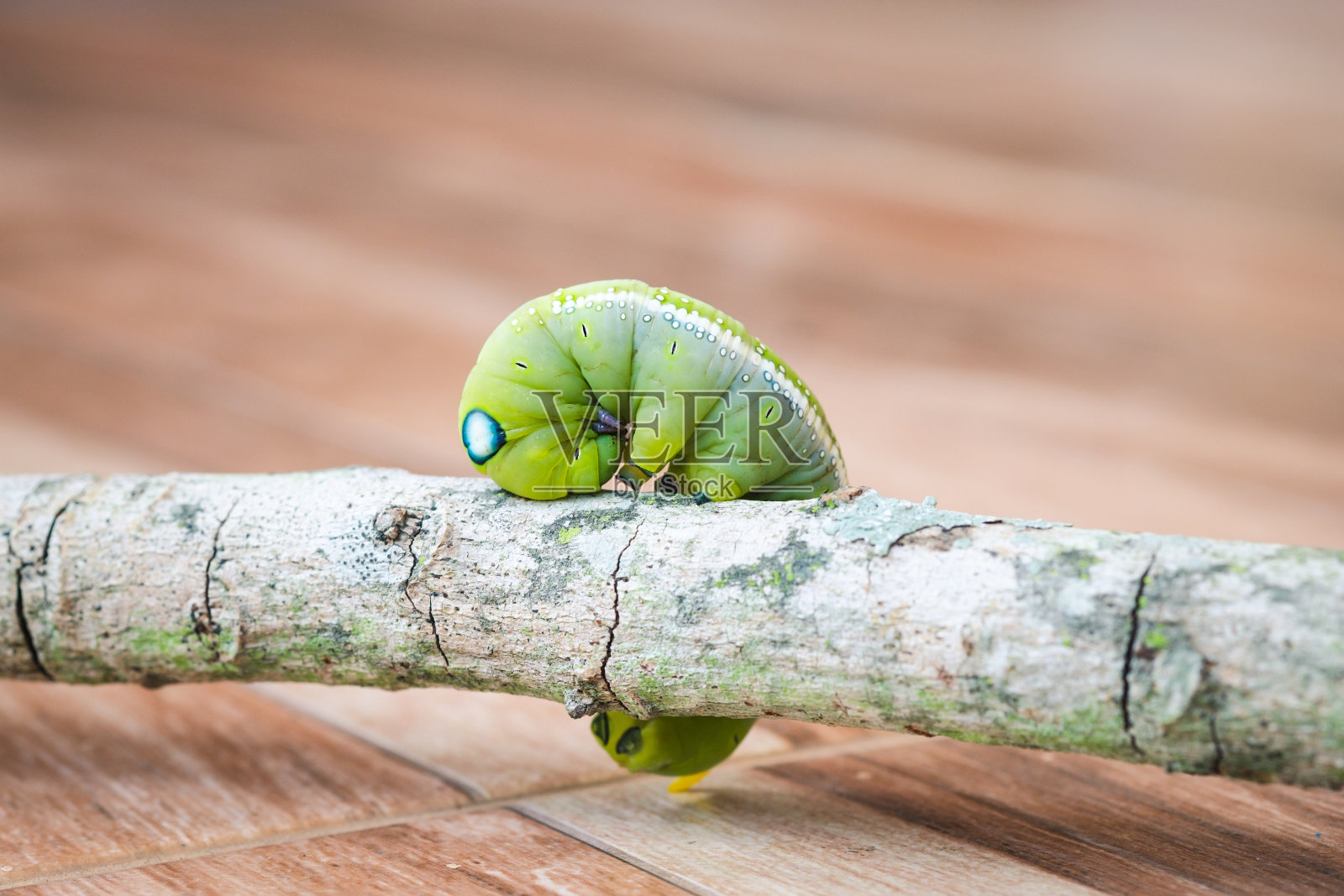 绿色的大毛毛虫在树枝上弯曲爬行。照片摄影图片