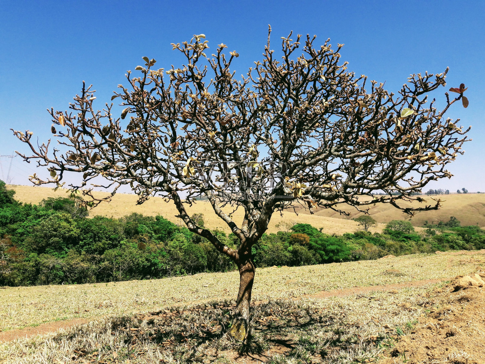 Byrsonima植照片摄影图片