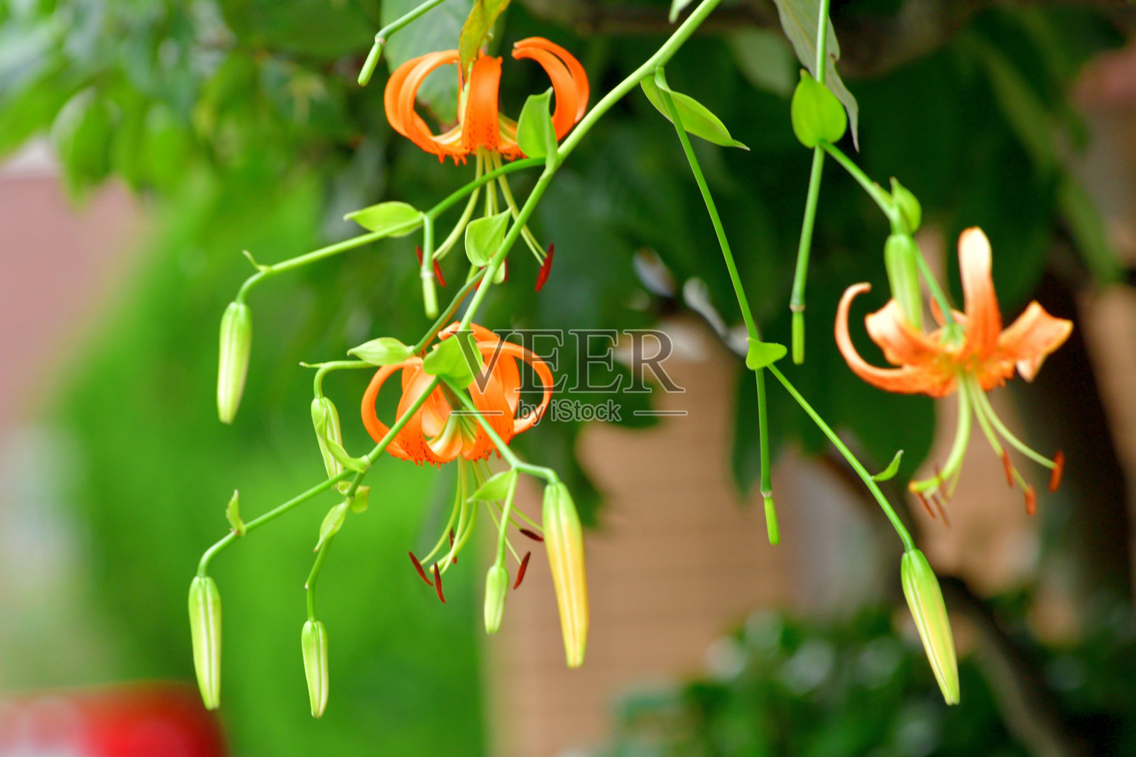 虎百合花，在微风中摇曳照片摄影图片