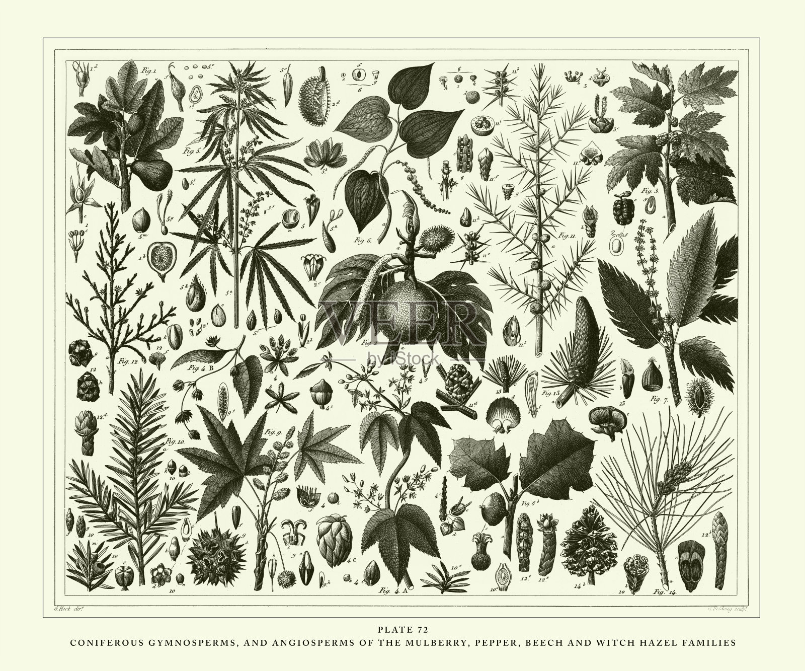 桑树、胡椒、山毛榉和金金榛科的雕刻古董、针叶裸子植物和被子植物雕刻古董插图，1851年出版设计元素图片