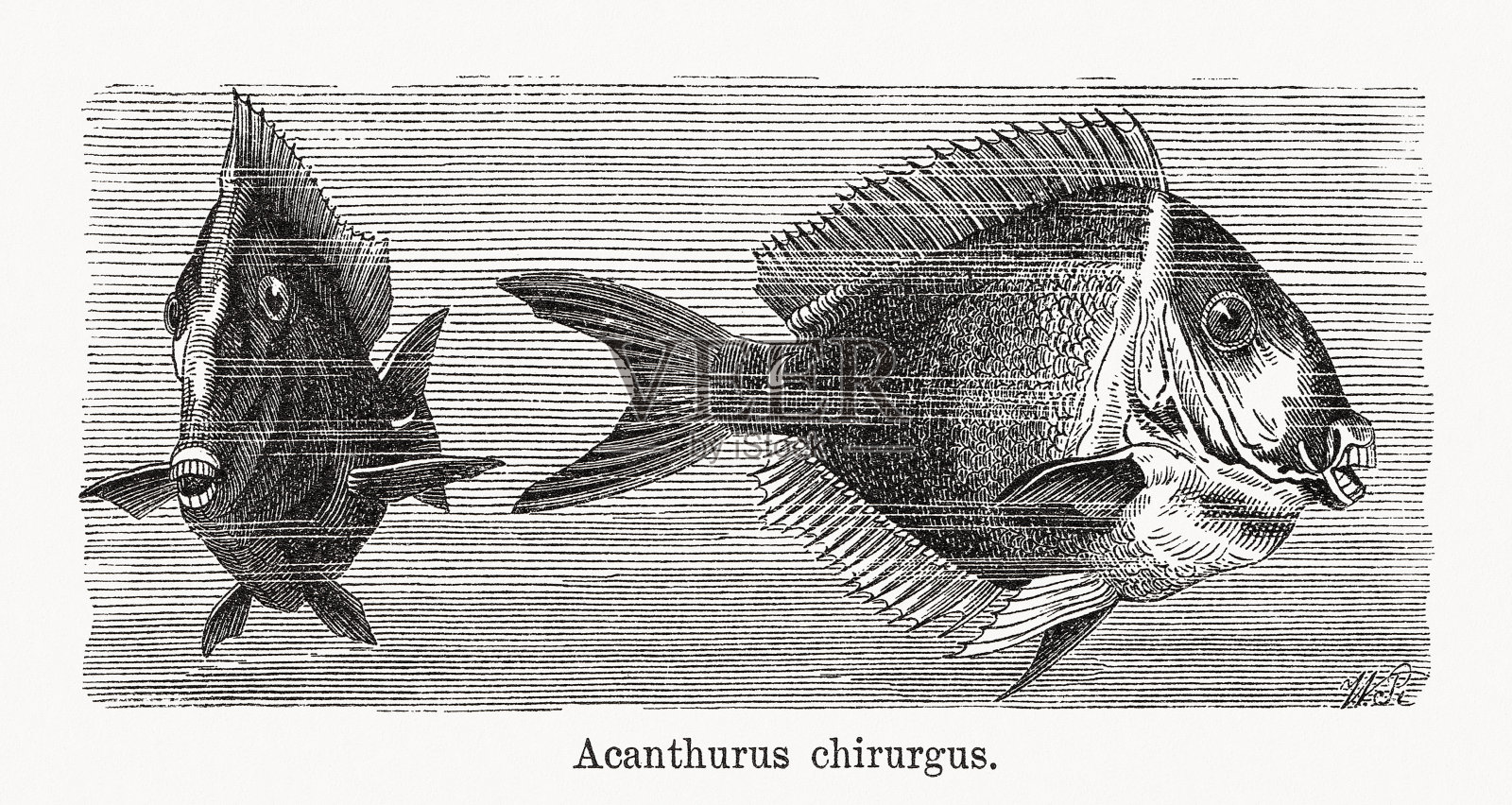 唐博士，木版，1893年出版插画图片素材