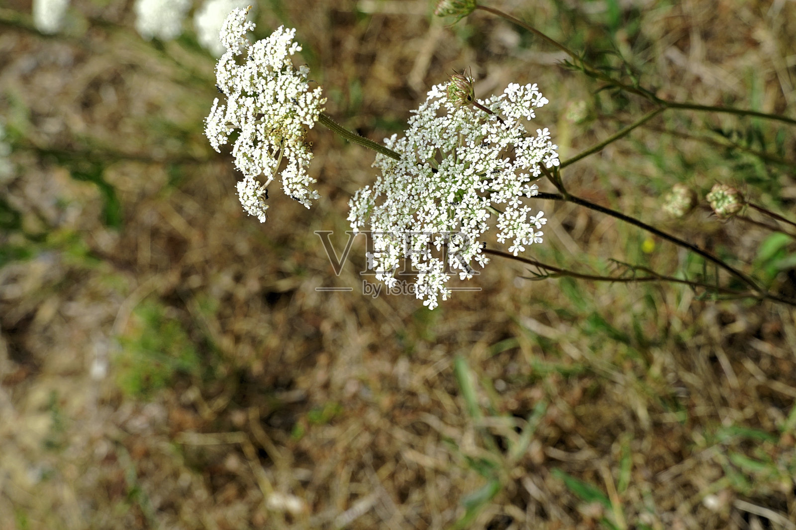 库伦布拉，维多利亚州，澳大利亚照片摄影图片