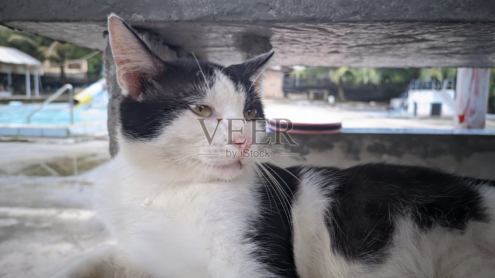 一只黑白相间的猫在木栈道上放松的肖像照片摄影图片