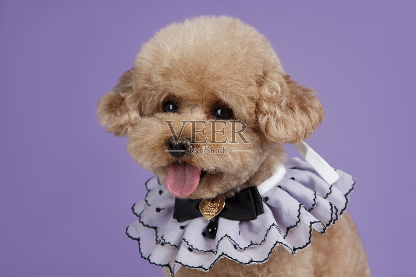 棕色贵宾犬戴着白色蕾丝围巾，干净的背景，特写图像照片摄影图片