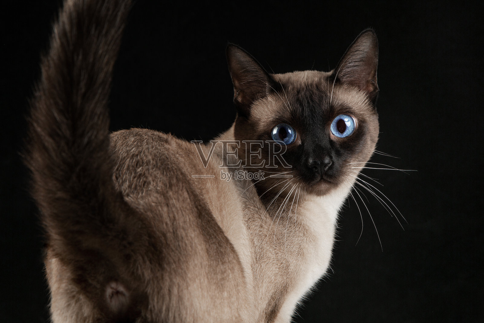 暹罗猫黑色背景，棕色皮毛，蓝色眼睛，特写，干净背景照片摄影图片