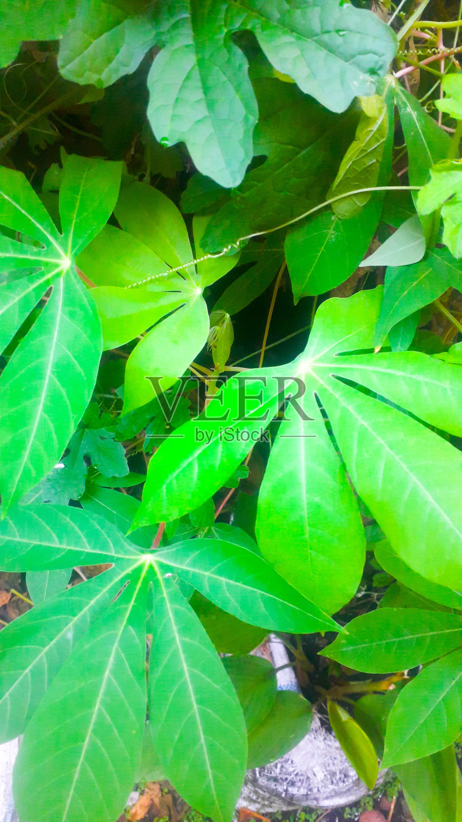 新鲜的草药为生活增添色彩照片摄影图片