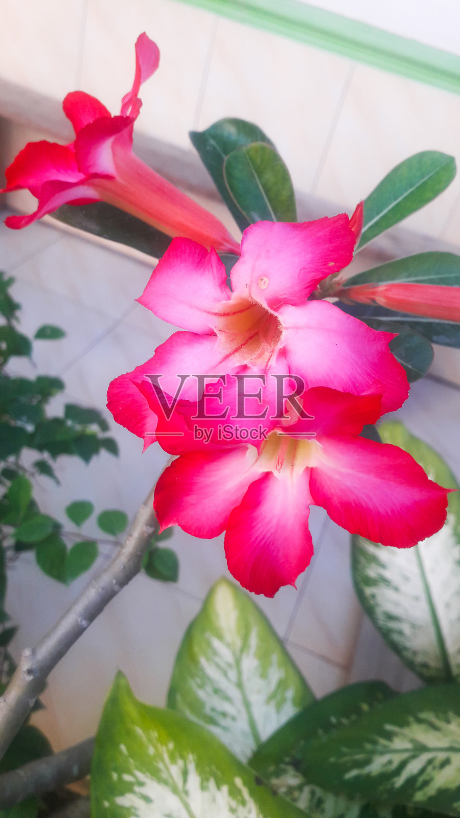 非常漂亮的红花照片摄影图片