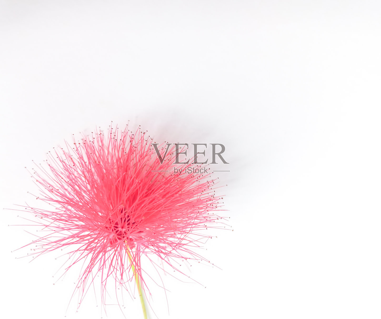 单瓣红色的万寿菊花，孤立在白色背景上照片摄影图片