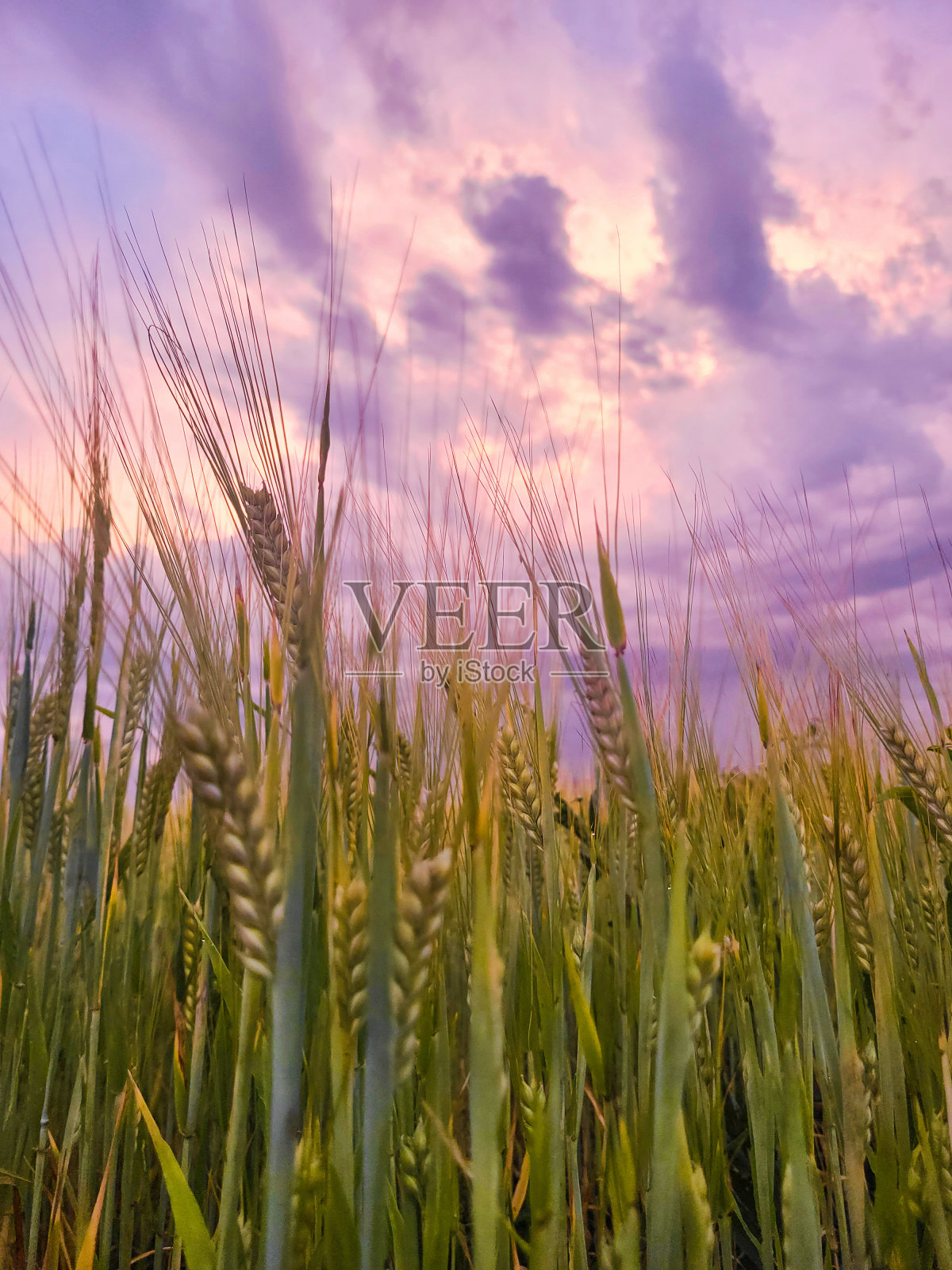 五彩缤纷的晨曦笼罩着农田里的谷物照片摄影图片