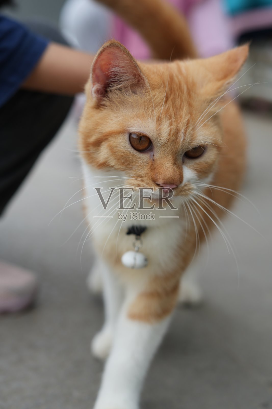 可爱的小猫有橙色的眼睛照片摄影图片