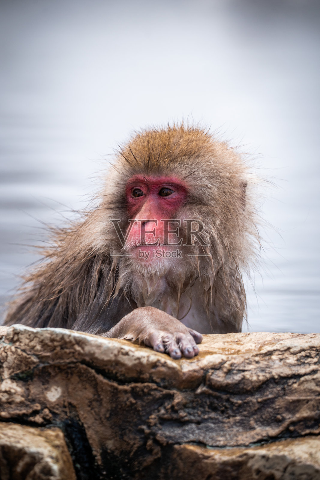 日本雪猴在温泉浴场照片摄影图片