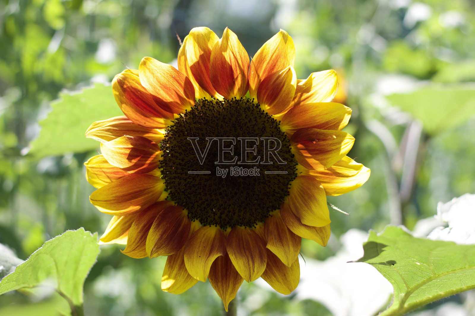 黄橙向日葵照片摄影图片