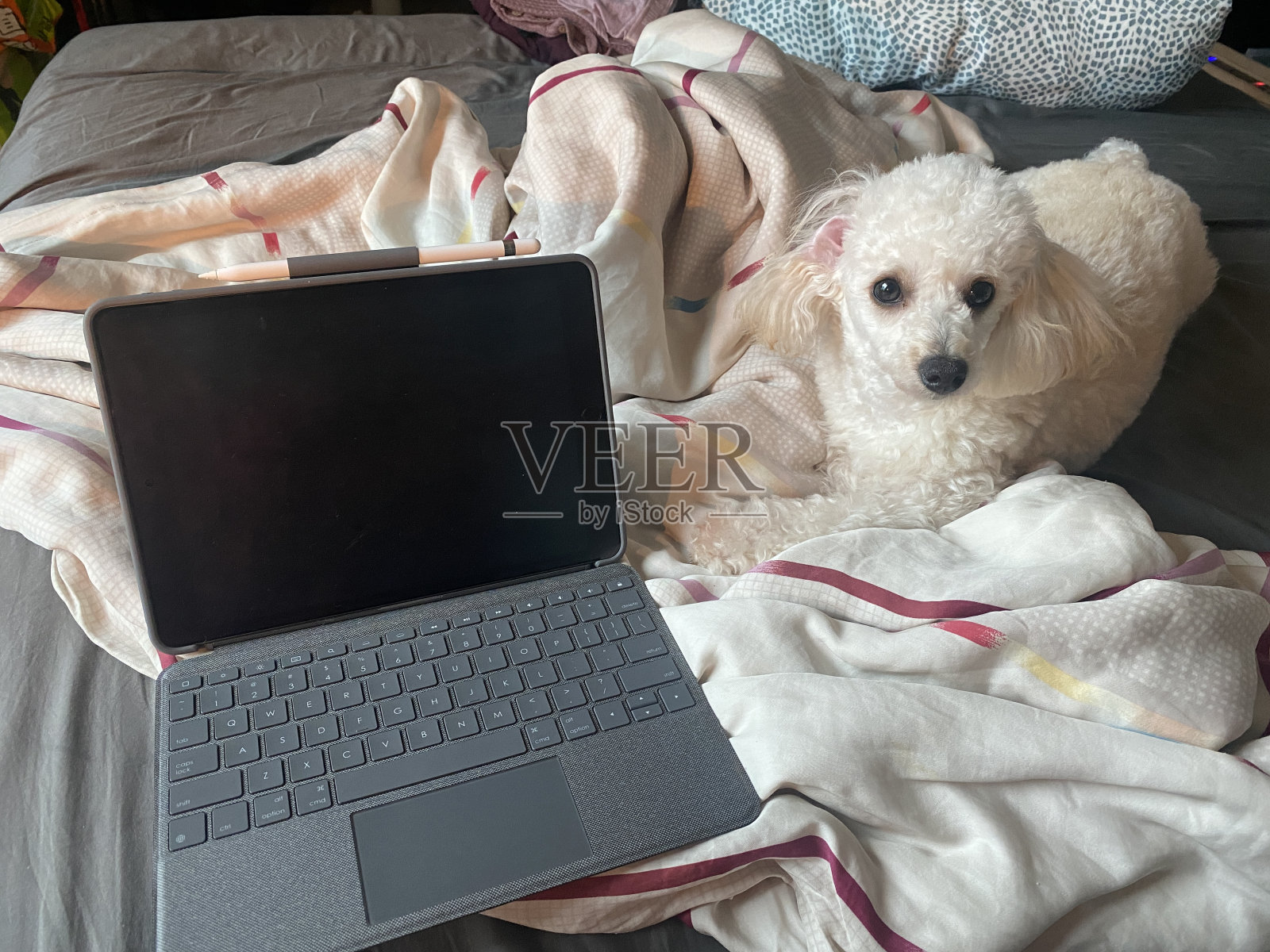 白色狮子狗躺在床上，带着ipad，苹果铅笔和无线键盘照片摄影图片