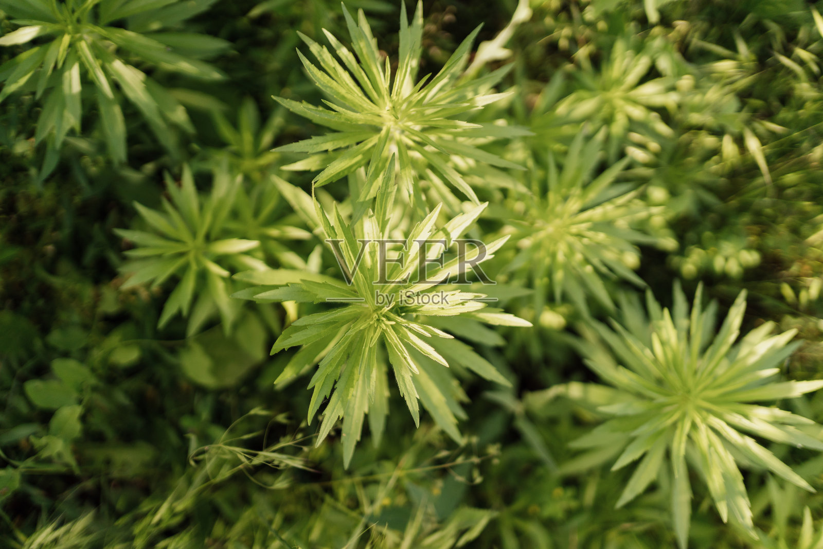 绿色植物背景飞溅的阳光照片摄影图片