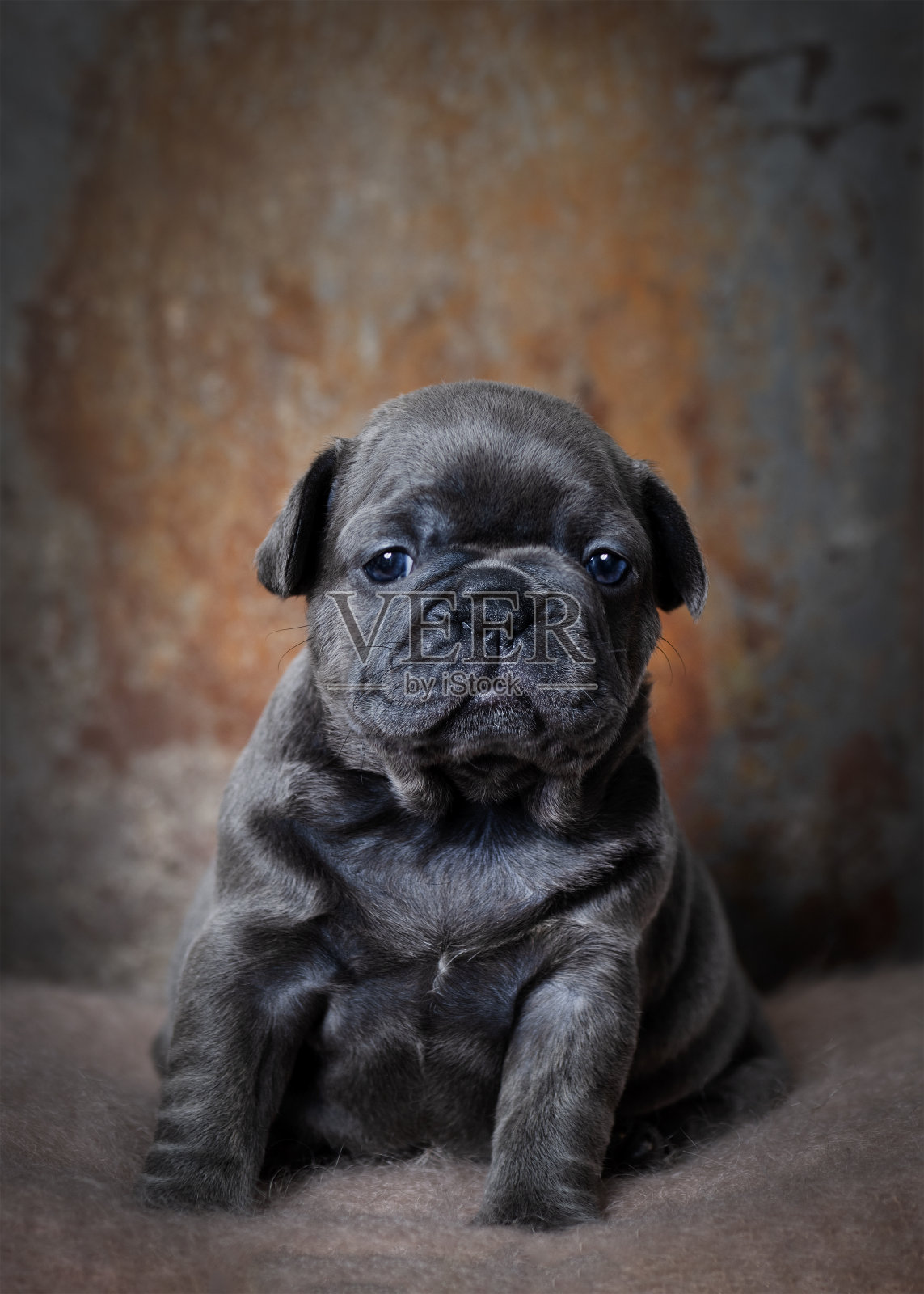 小狗的肖像照片摄影图片
