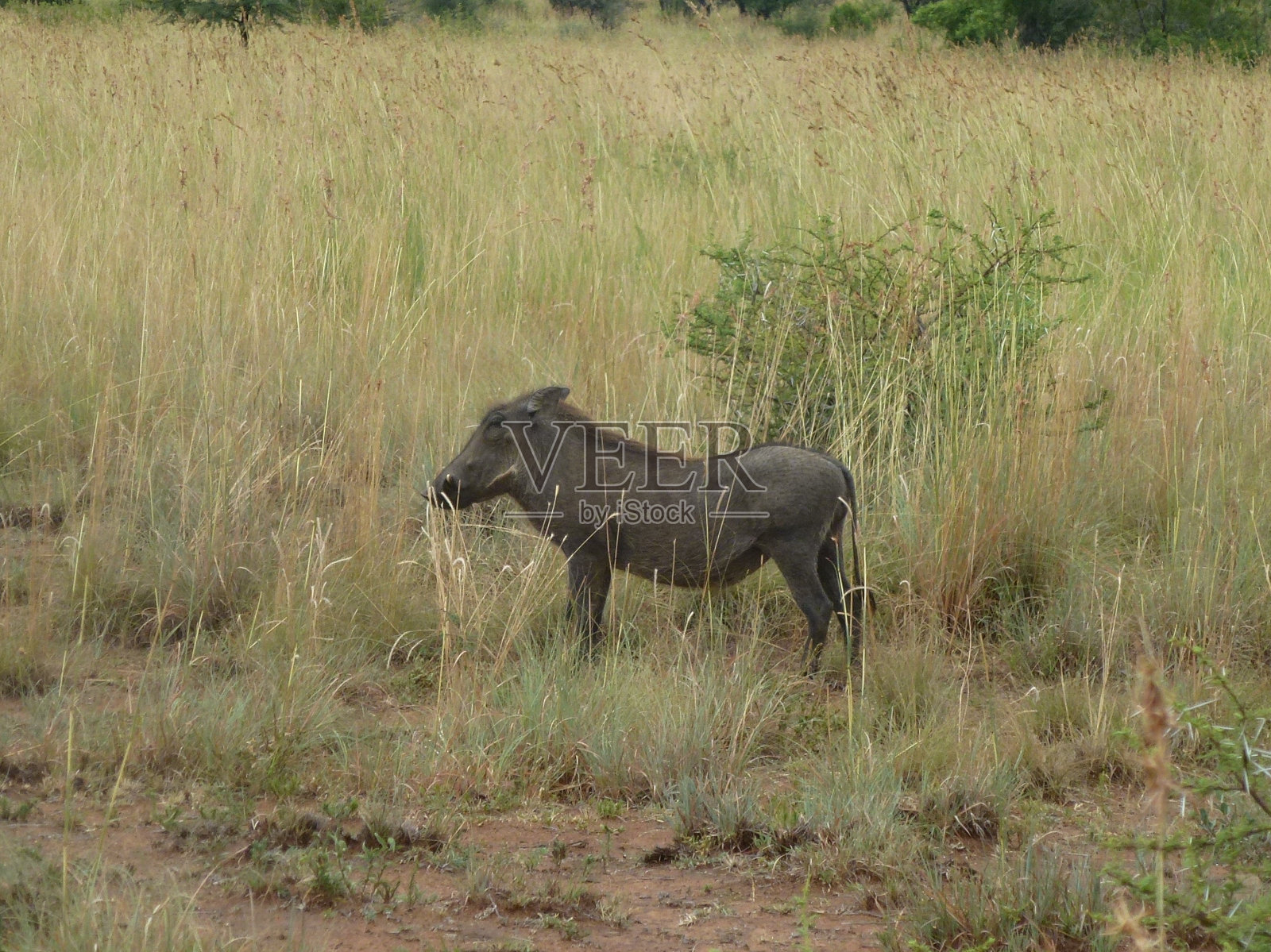 草丛中的疣猪照片摄影图片
