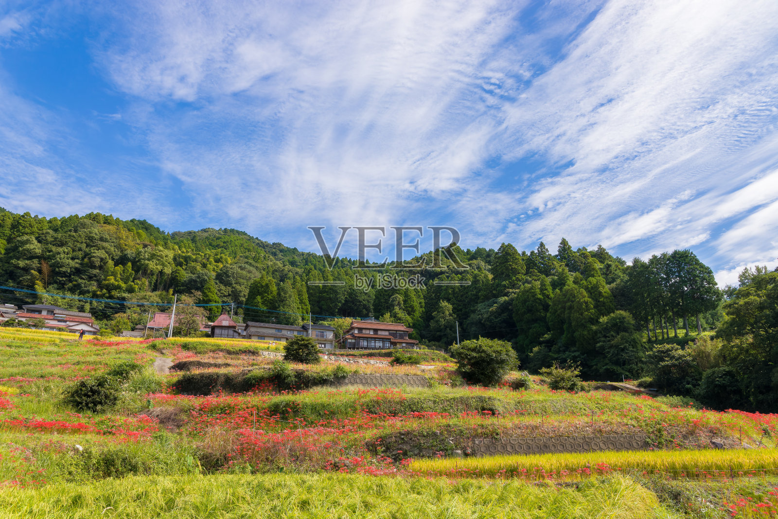 乡村风景和一簇朱顶花照片摄影图片