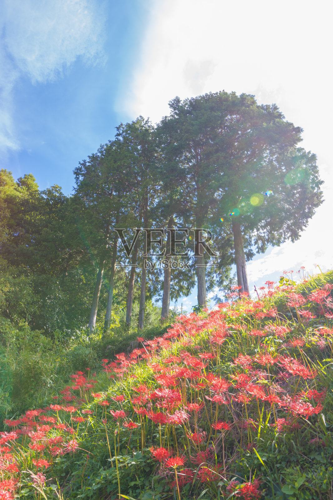 乡村风景和一簇朱顶花照片摄影图片