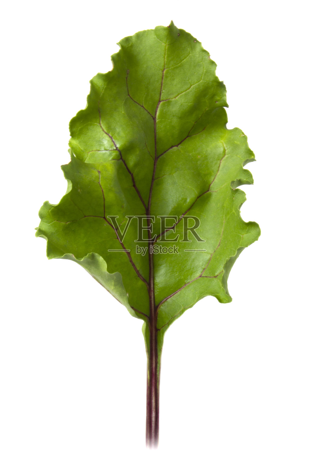白背景上分离的甜菜根叶。照片摄影图片