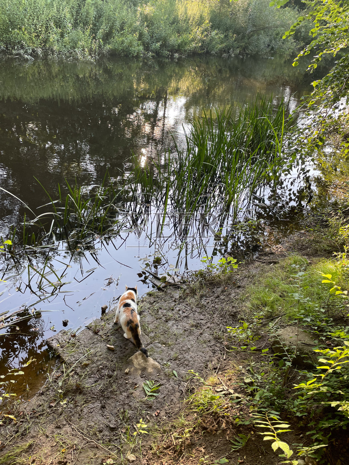 猫在夏天喝脏河里的水。照片摄影图片