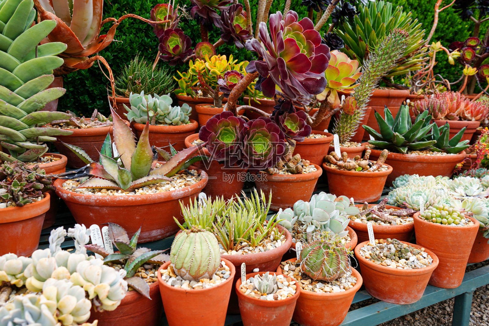 盆中多肉植物的特写照片摄影图片