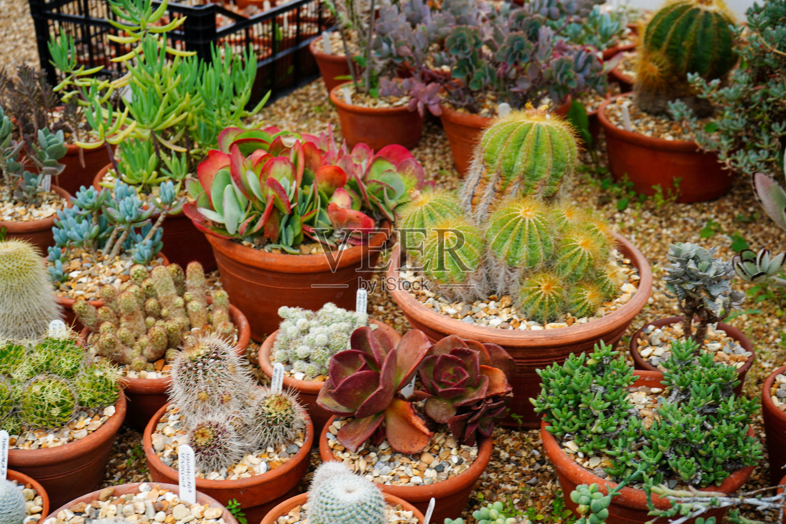 盆中多肉植物的特写照片摄影图片