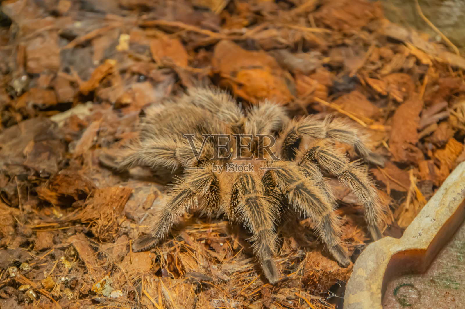 智利玫瑰毛狼蛛Grammostola rosea。最温顺的狼蛛之一。这通常是人们购买时第一个寻找的狼蛛宠物。照片摄影图片
