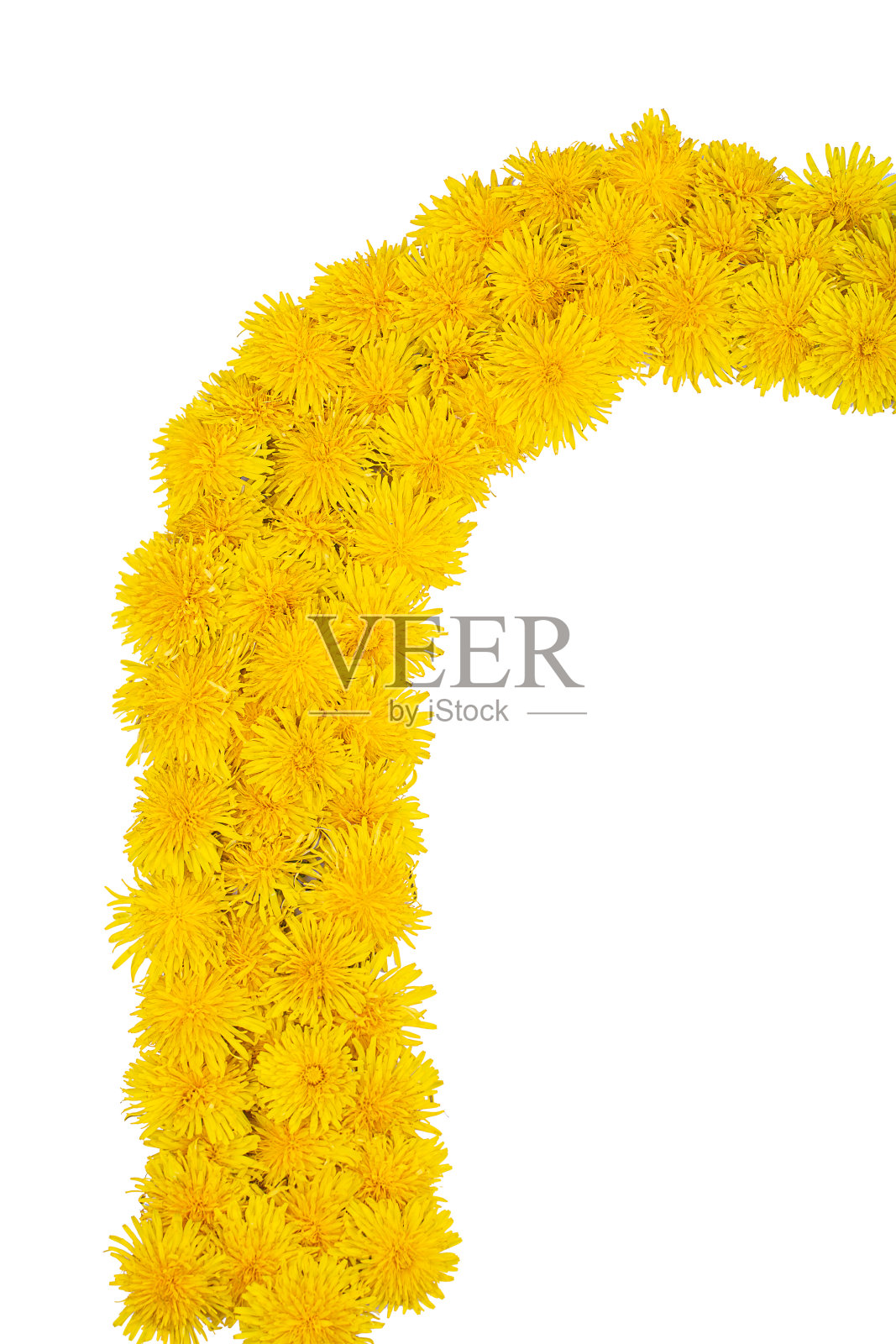 蒲公英框架:白色背景上用黄色蒲公英花制成的半拱形框架本空间照片摄影图片