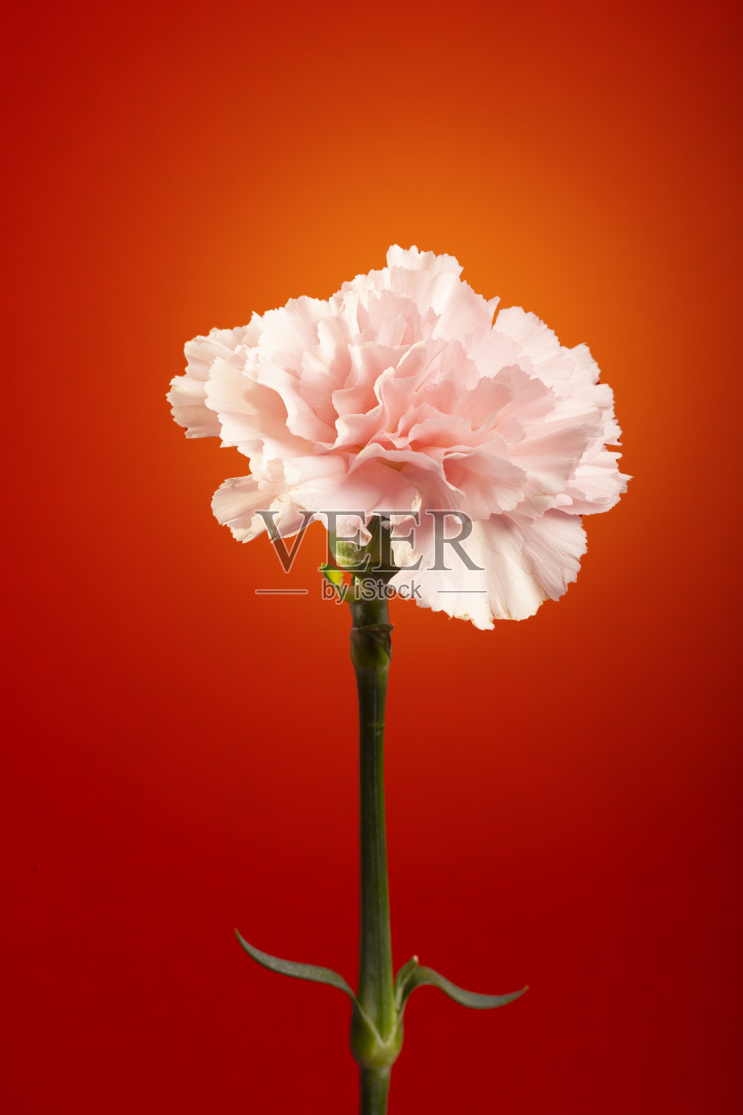 红色背景上的花照片摄影图片