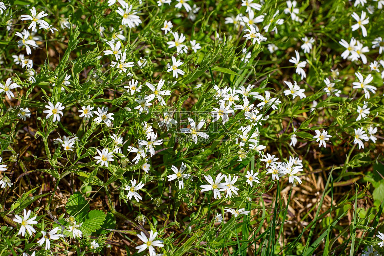 阳光明媚的日子里，白色野花的背景照片摄影图片
