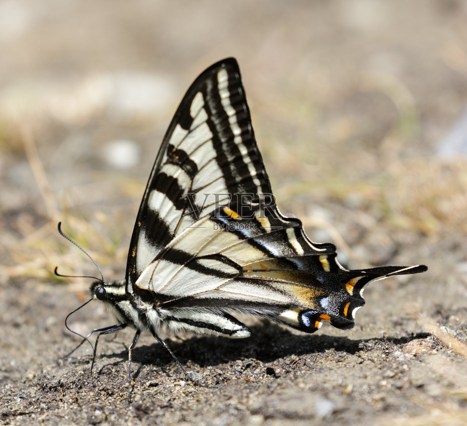 苍白的燕尾栖息在地上照片摄影图片