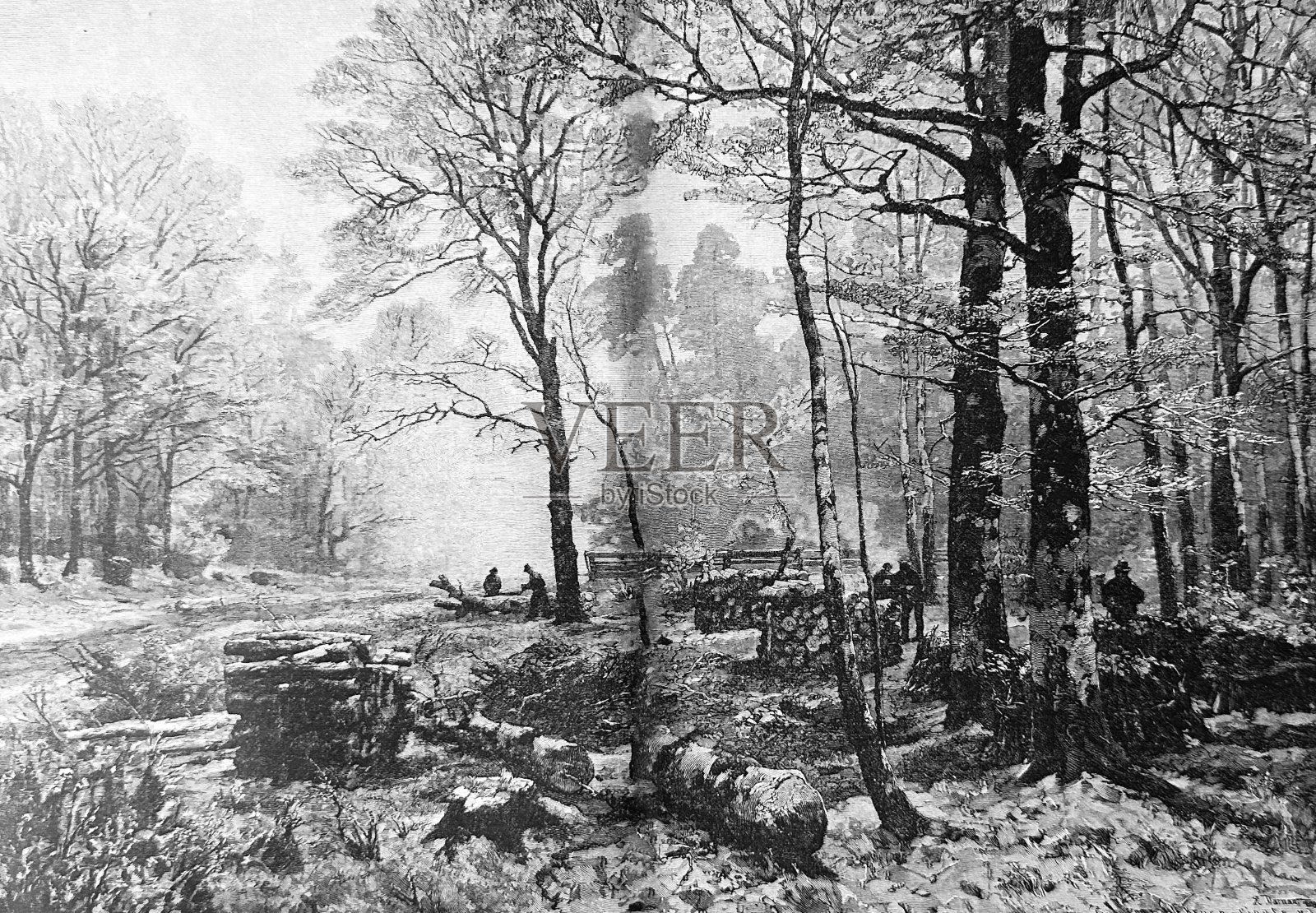 森林里的清晨插画图片素材